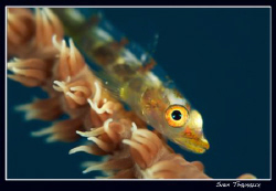 Whip coral goby (105 +3T) by Sven Tramaux 